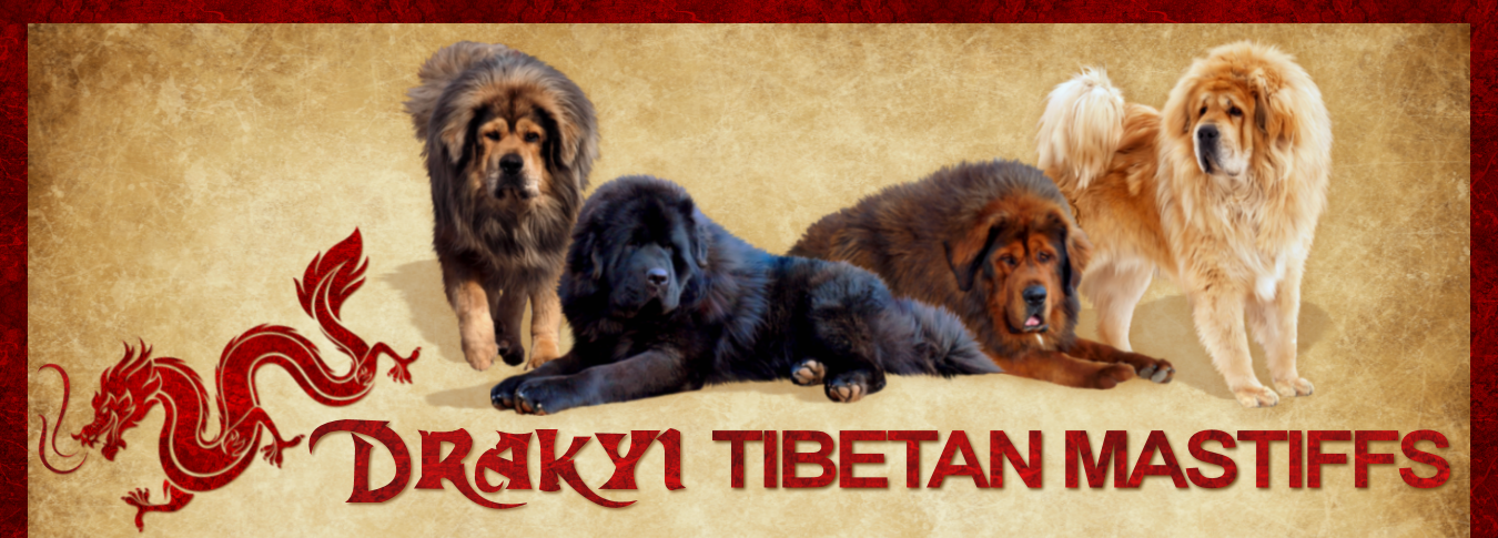 Drakyi Tibetan Mastiffs