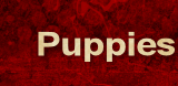 Drakyi Puppies