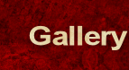 Our Gallery