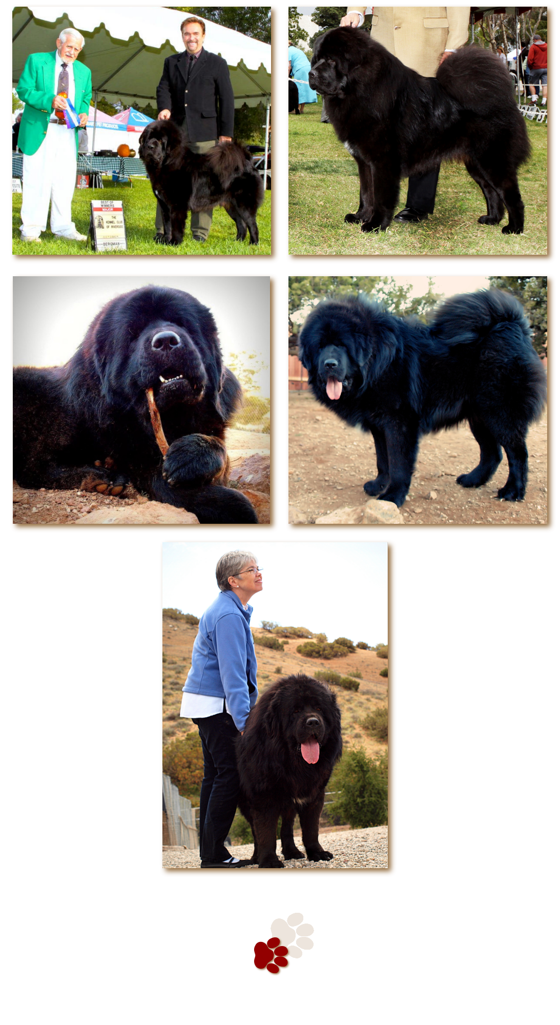 GCH Drakyi Legend of Olympus